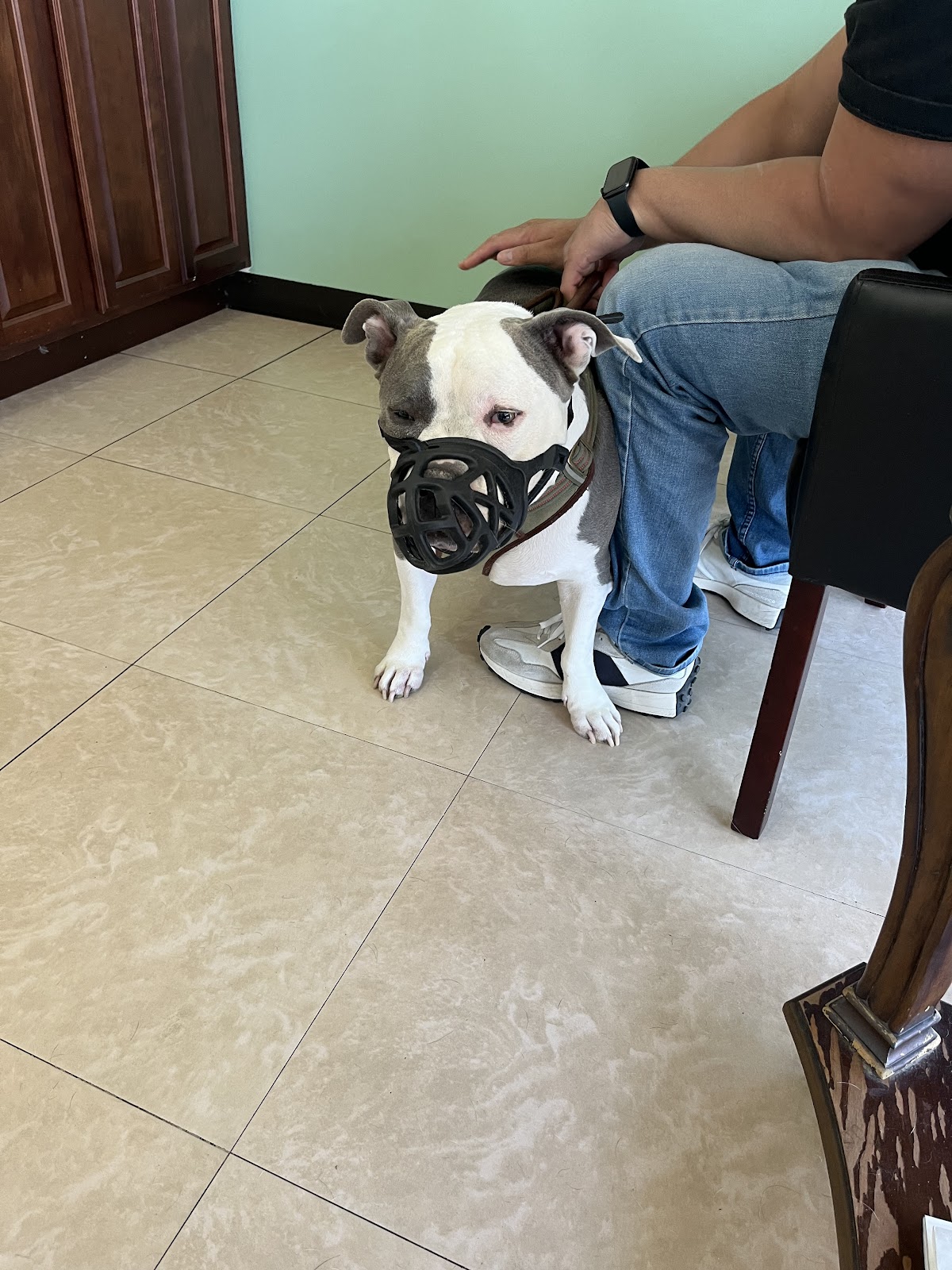 Pets 'N' Vets Animal Hospital photo 2