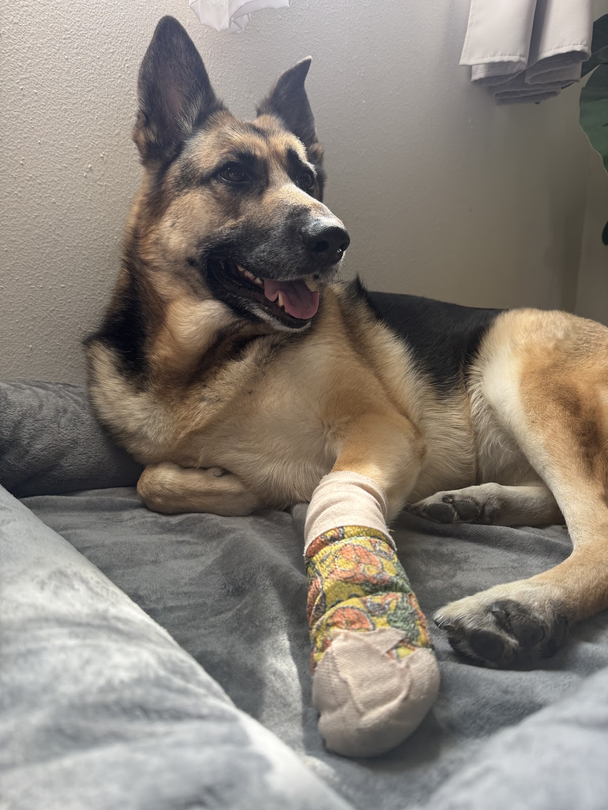 Pets 'N' Vets Animal Hospital photo 3