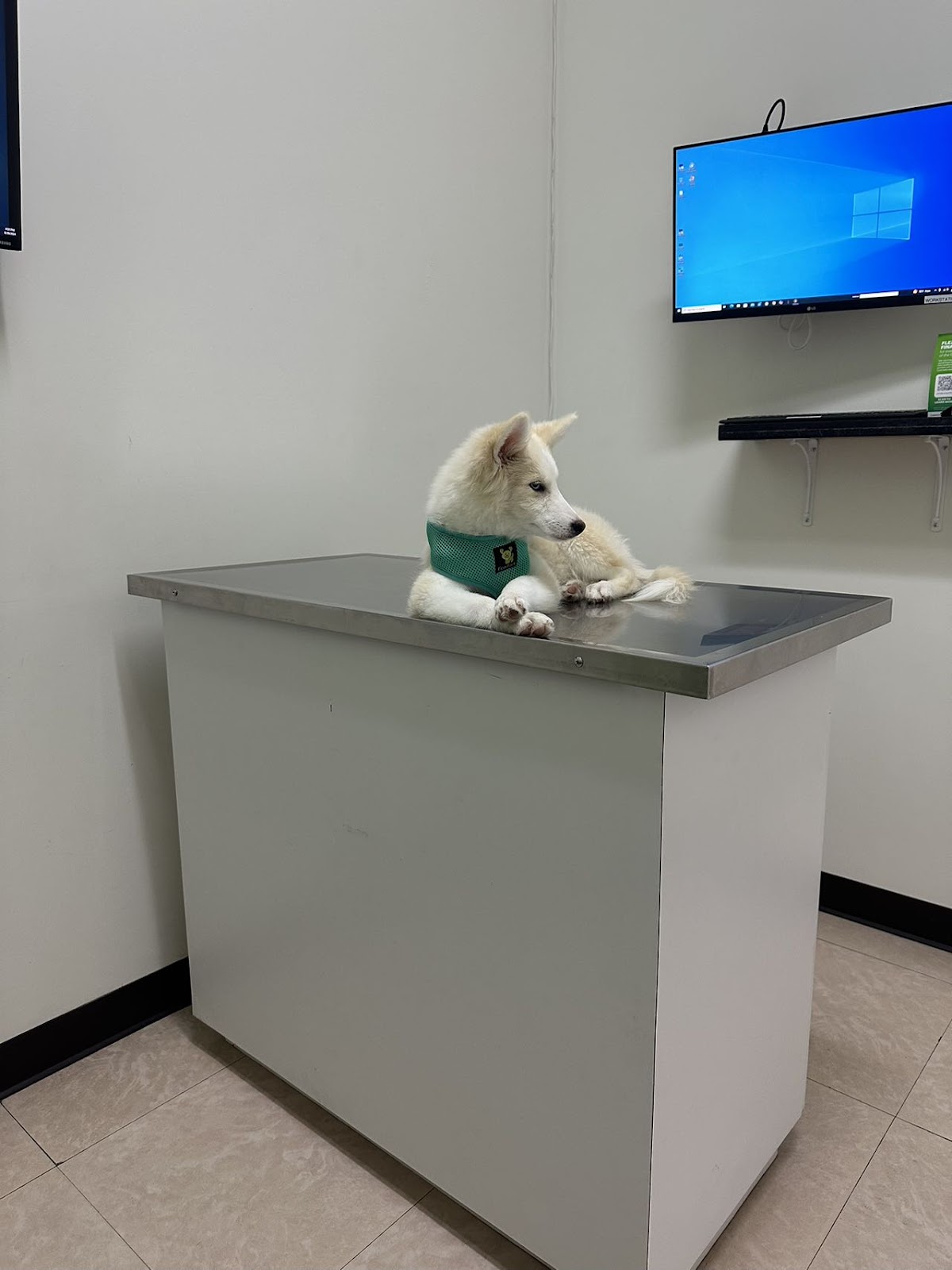 Pets 'N' Vets Animal Hospital photo 4