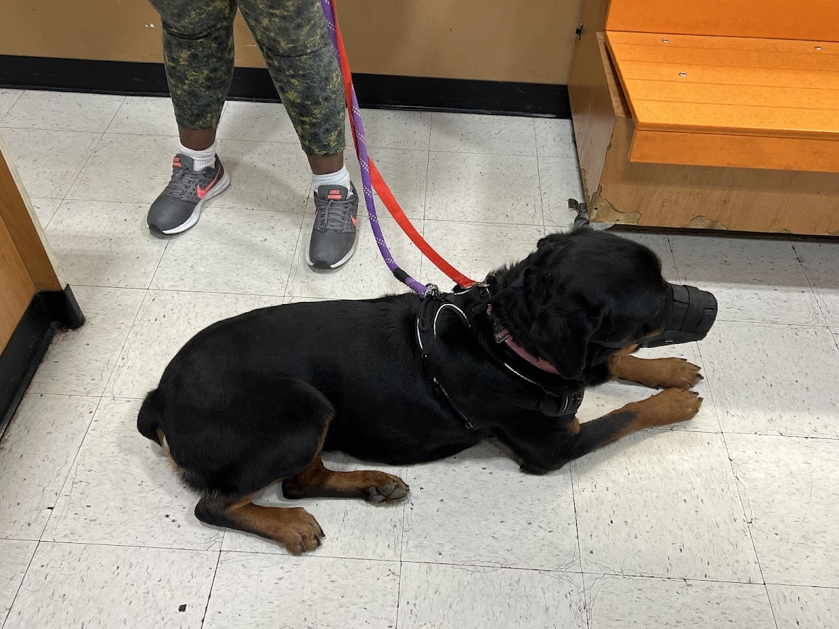 Banfield the Pet Hospital photo 5